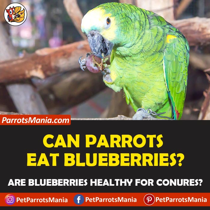 Can Parrots Eat Blueberries