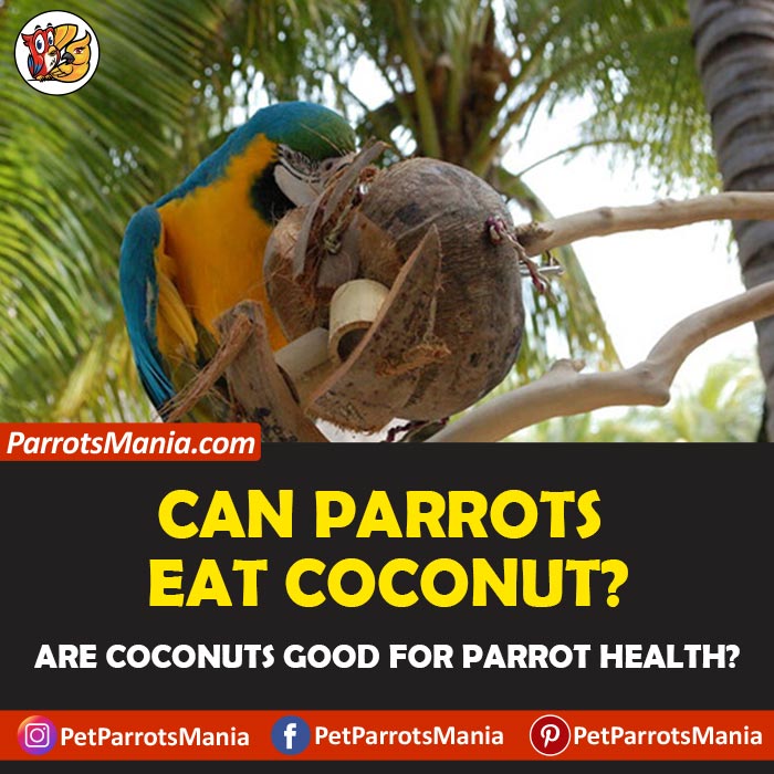 Can Parrots Eat Coconuts