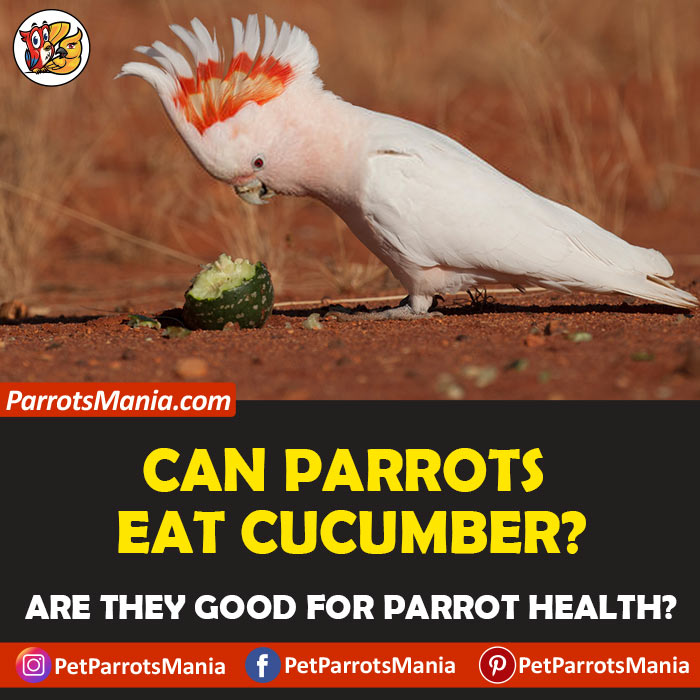 Can Parrots Eat Cucumber