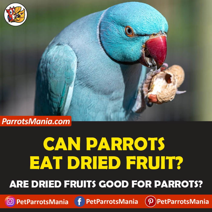 Can Parrots Eat Dried Fruits