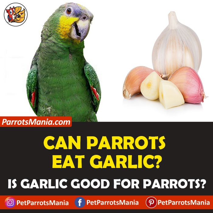 Can Parrots Eat Garlic