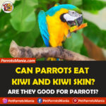 Can Parrots Eat Kiwi And Kiwi Skin?