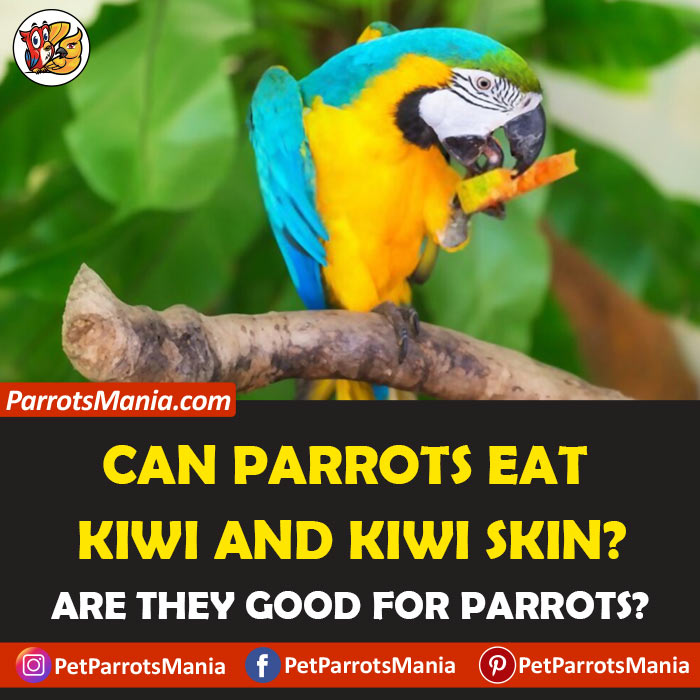 Can Parrots Eat Kiwi And Kiwi Skin