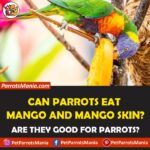 Can Parrots Eat Mango And Mango Skin?