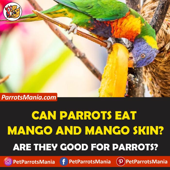 Can Parrots Eat Mango And Mango Skin