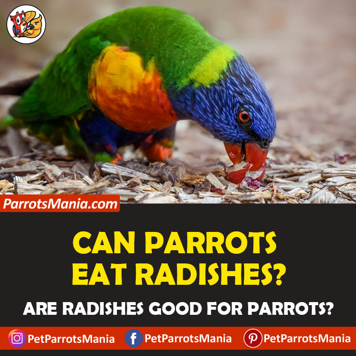 Can Parrots Eat Radishes