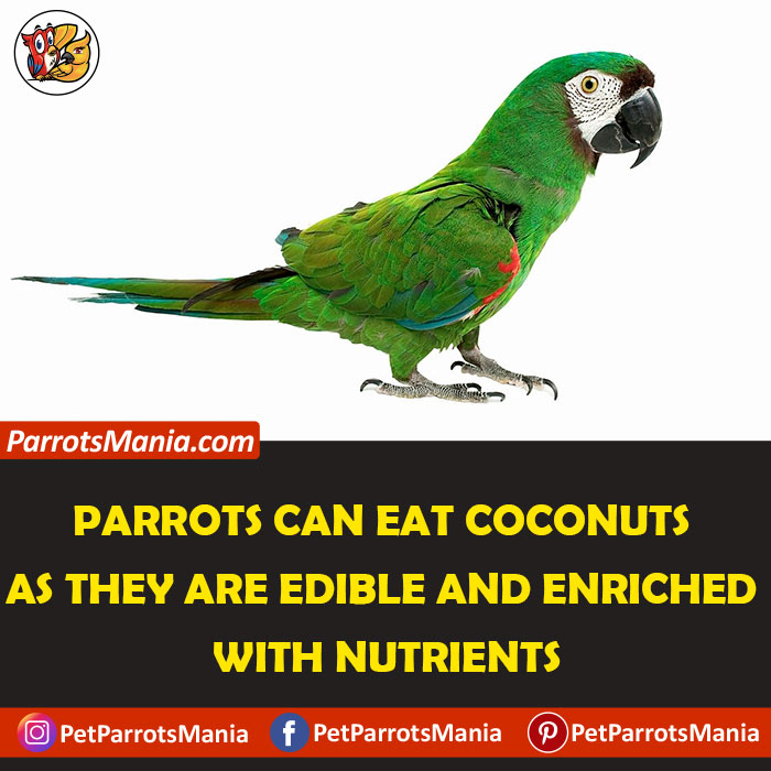 Nutritional Values of Coconuts for parrots