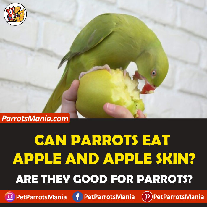 Parrots Eat Apple And Apple Skin