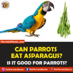 Can Parrots Eat Asparagus? Is it Healthy for Parrots?
