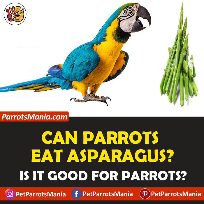 Parrots Eat Asparagus