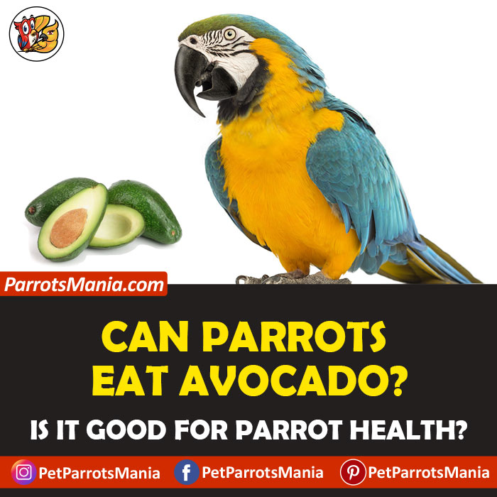 Parrots Eat Avocado