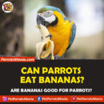 Can Parrots Eat Bananas? Are they Healthy for Parrots?