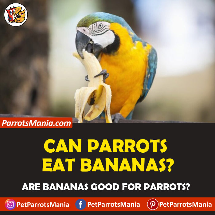 Parrots Eat Bananas