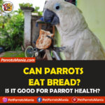 Can Parrots Eat Bread?