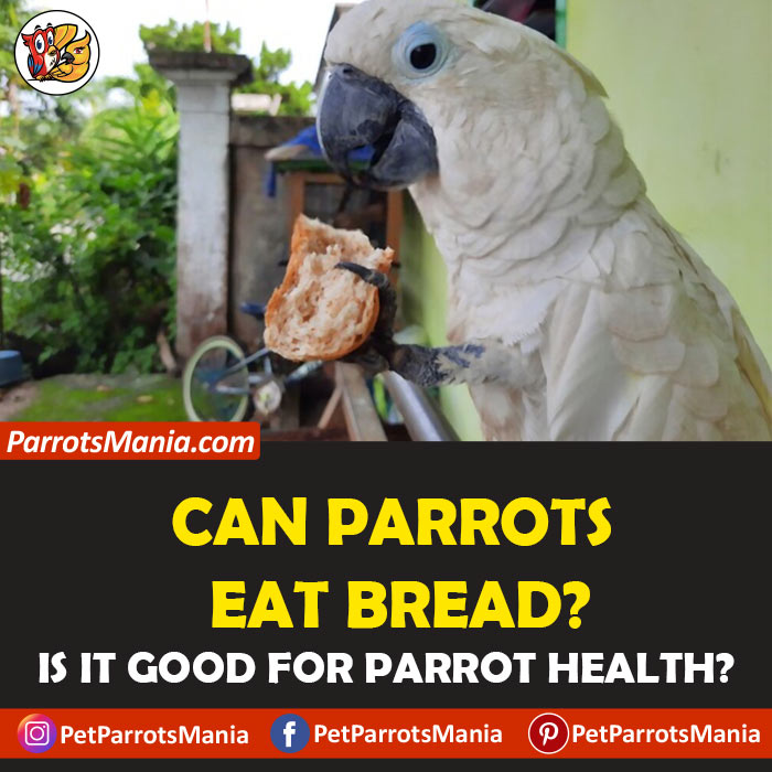 Parrots Eat Bread