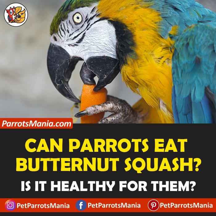 Parrots Eat Butternut Squash