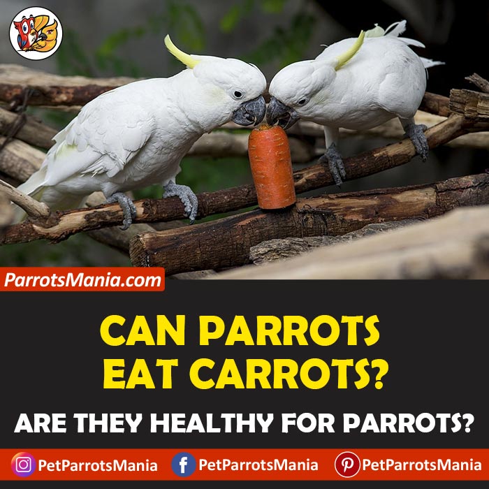 Parrots Eat Carrots