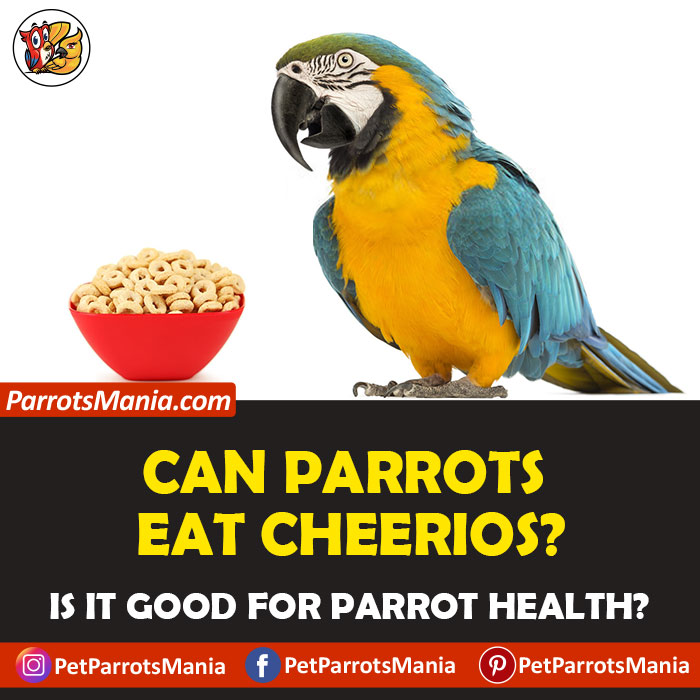 Parrots Eat Cheerios