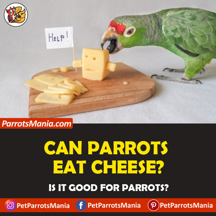 Parrots Eat Cheese