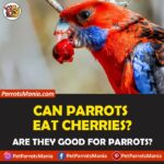 Can Parrots Eat Cherries?