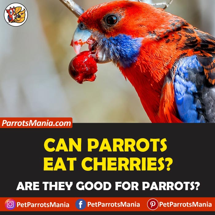 Parrots Eat Cherries