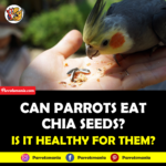 Can Parrots Eat Chia Seeds?  Are They Healthy For Them?