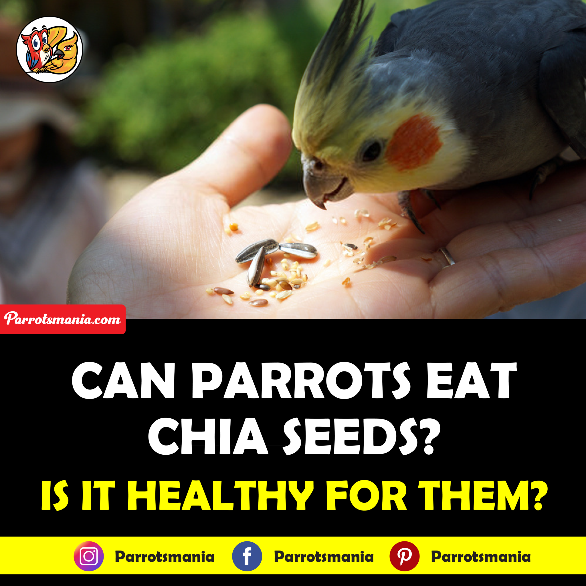 Can Parrots Eat Chia Sprouts