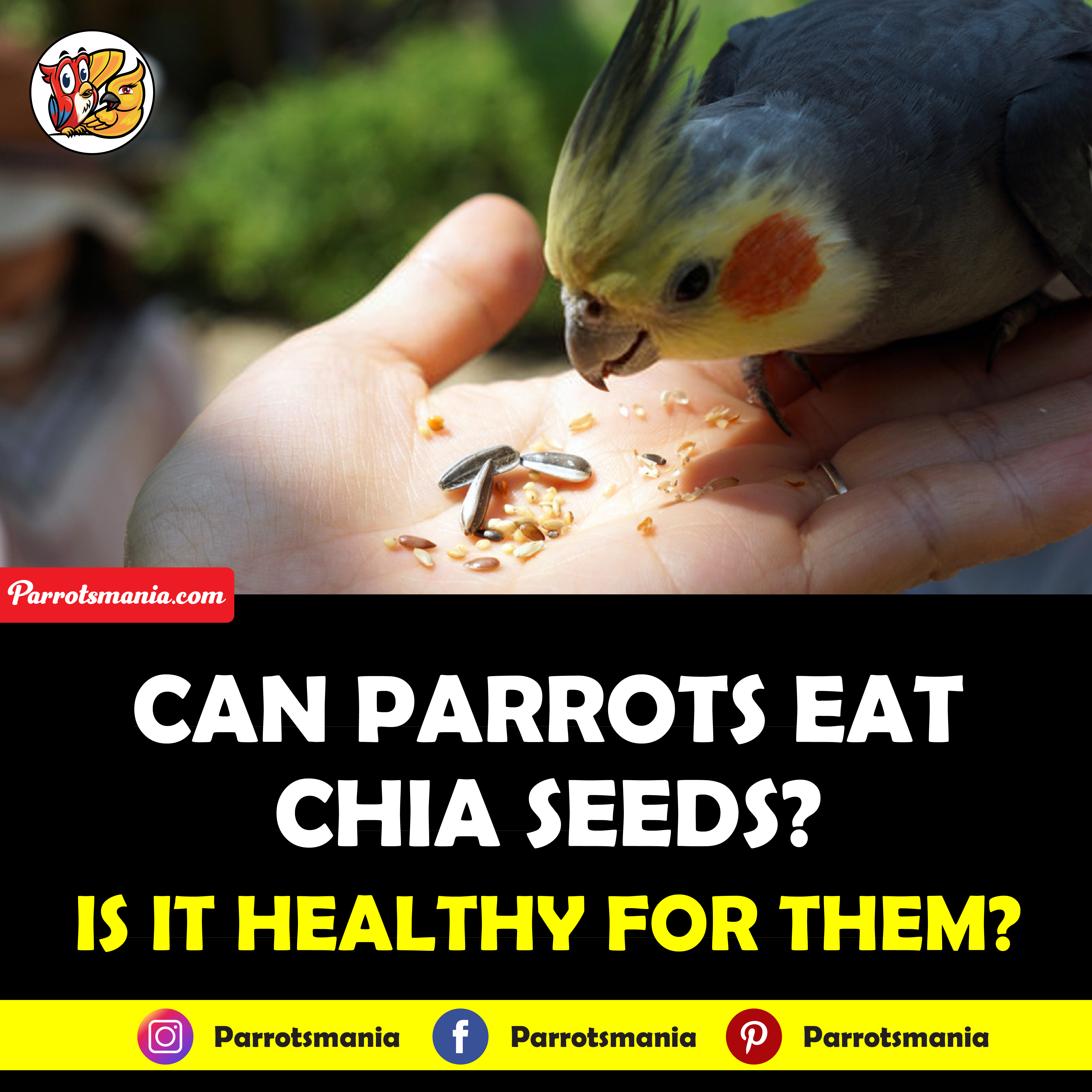 Parrots Eat Chia Seeds