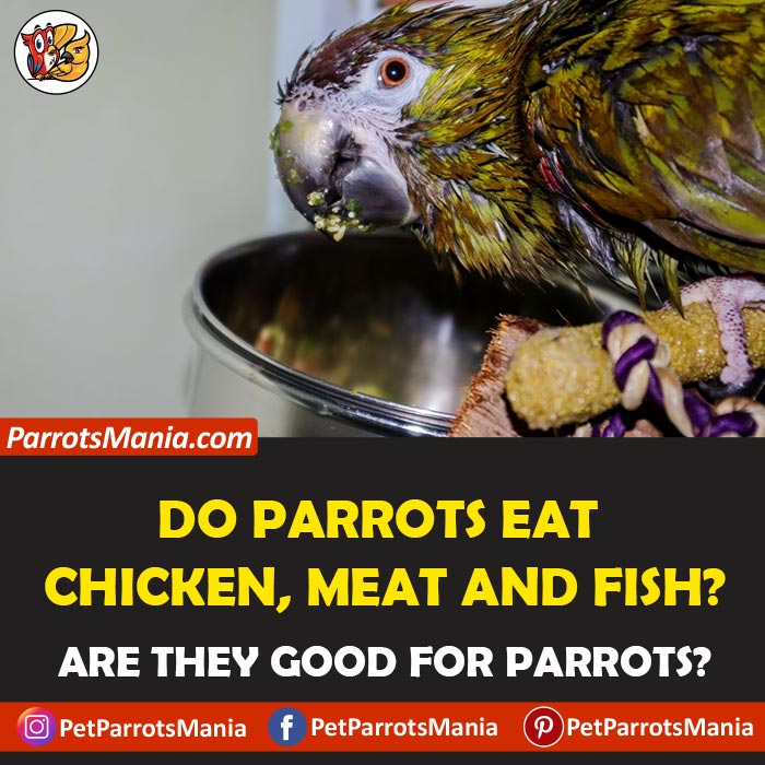 Parrots Eat Chicken, Meat, And Fish