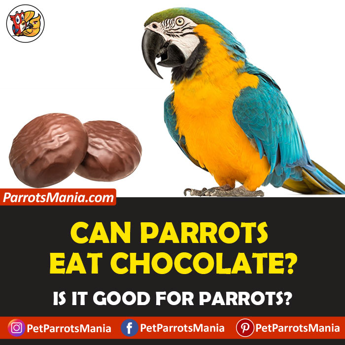 Parrots Eat Chocolate