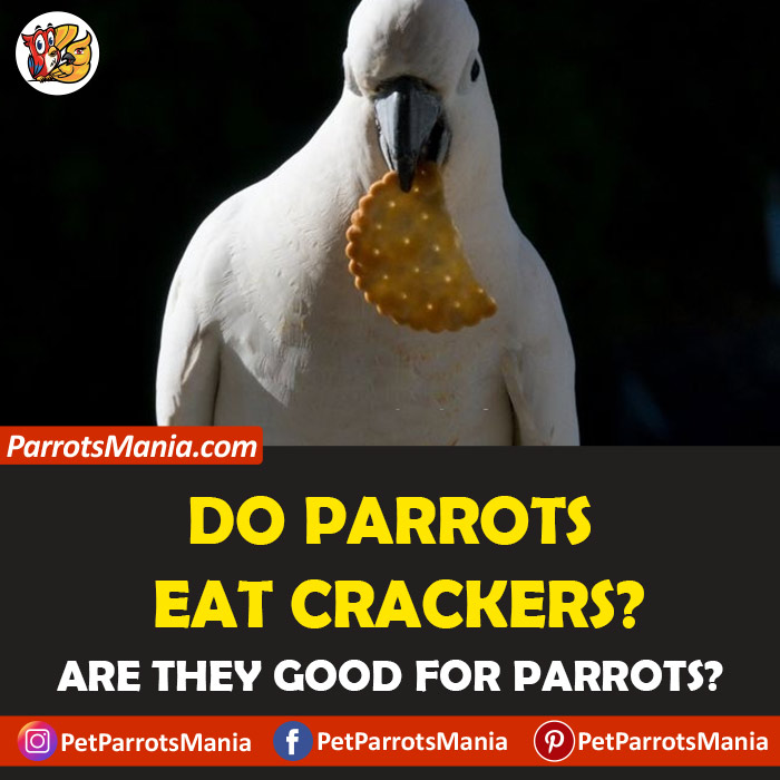 Parrots Eat Crackers
