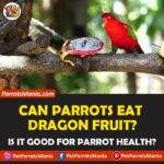 Can Parrots Eat Dragon Fruits? Are they Healthy For Parrots?