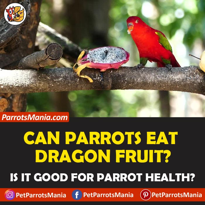 Parrots Eat Dragon Fruits