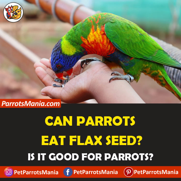 Parrots Eat Flax Seed