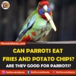 Can Parrots Eat Fries And Potato Chips?