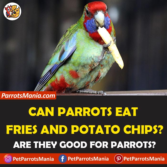 Parrots Eat Fries And Potato Chips