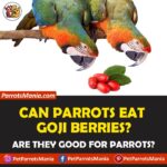 Can Parrots Eat Goji Berries?