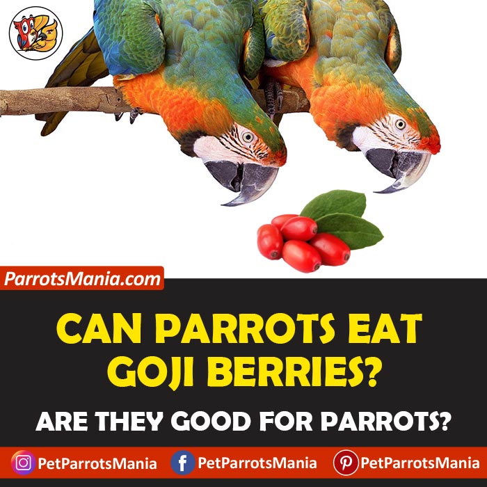 Parrots Eat Goji Berries