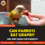 Can Parrots Eat Grapes?