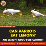 Can Parrots Eat Lemons?