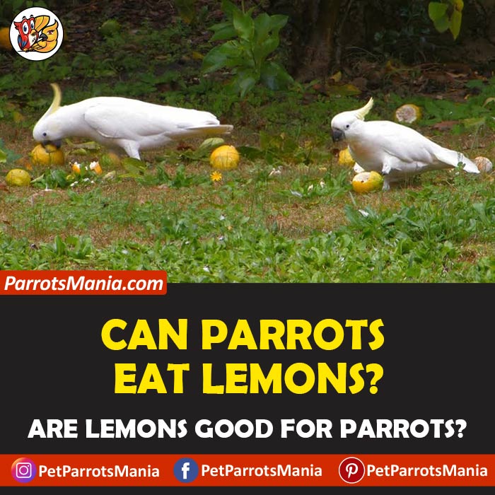 Parrots Eat Lemons