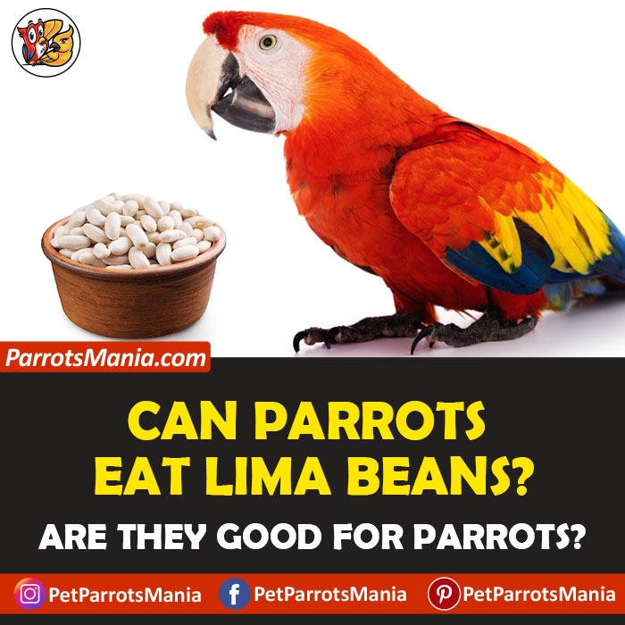 Parrots Eat Lima Beans