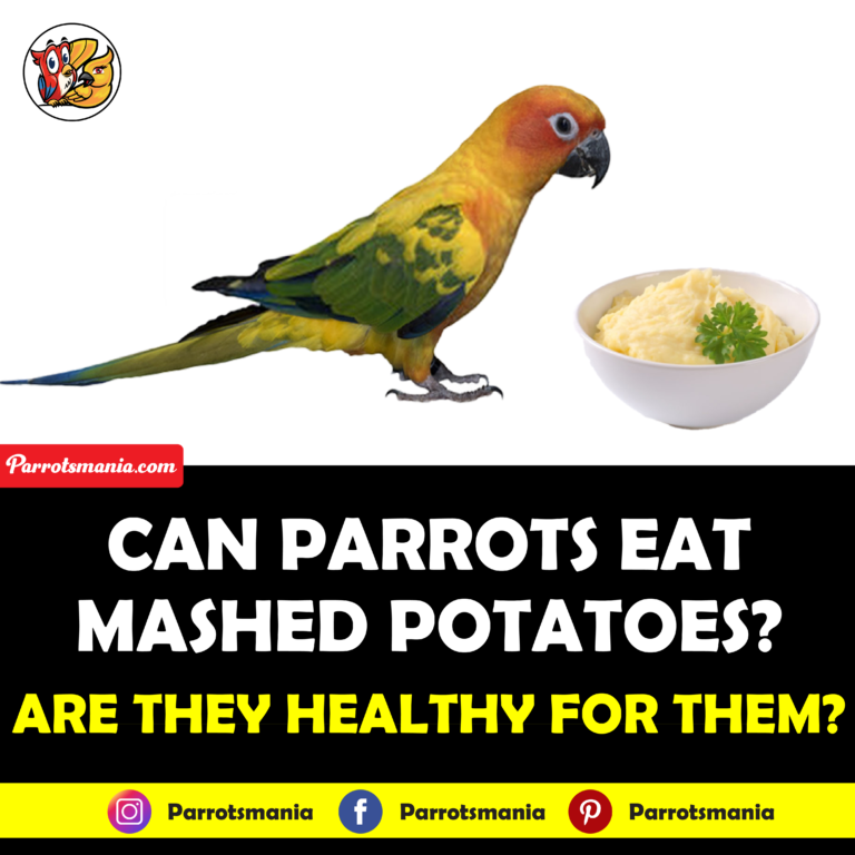 Parrots Eat Mashed Potatoes