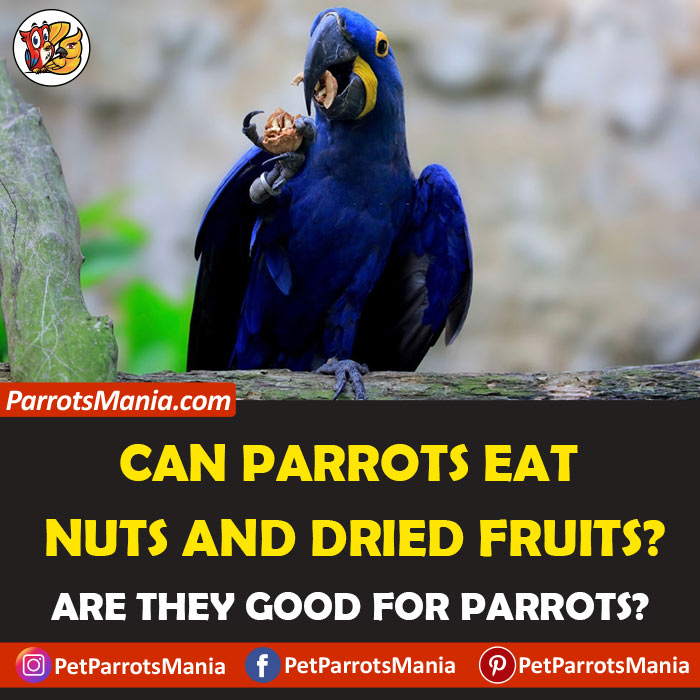 Parrots Eat Nuts And Dried Fruits