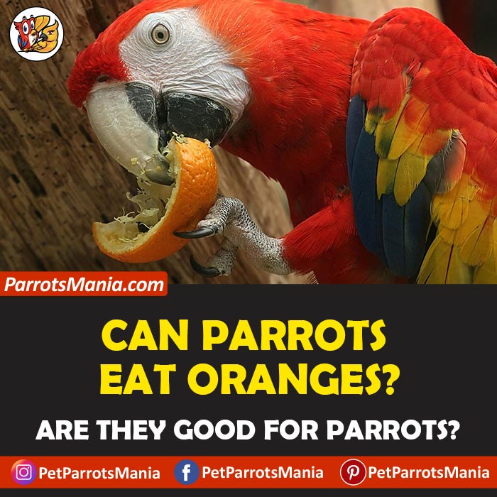 Parrots Eat Oranges
