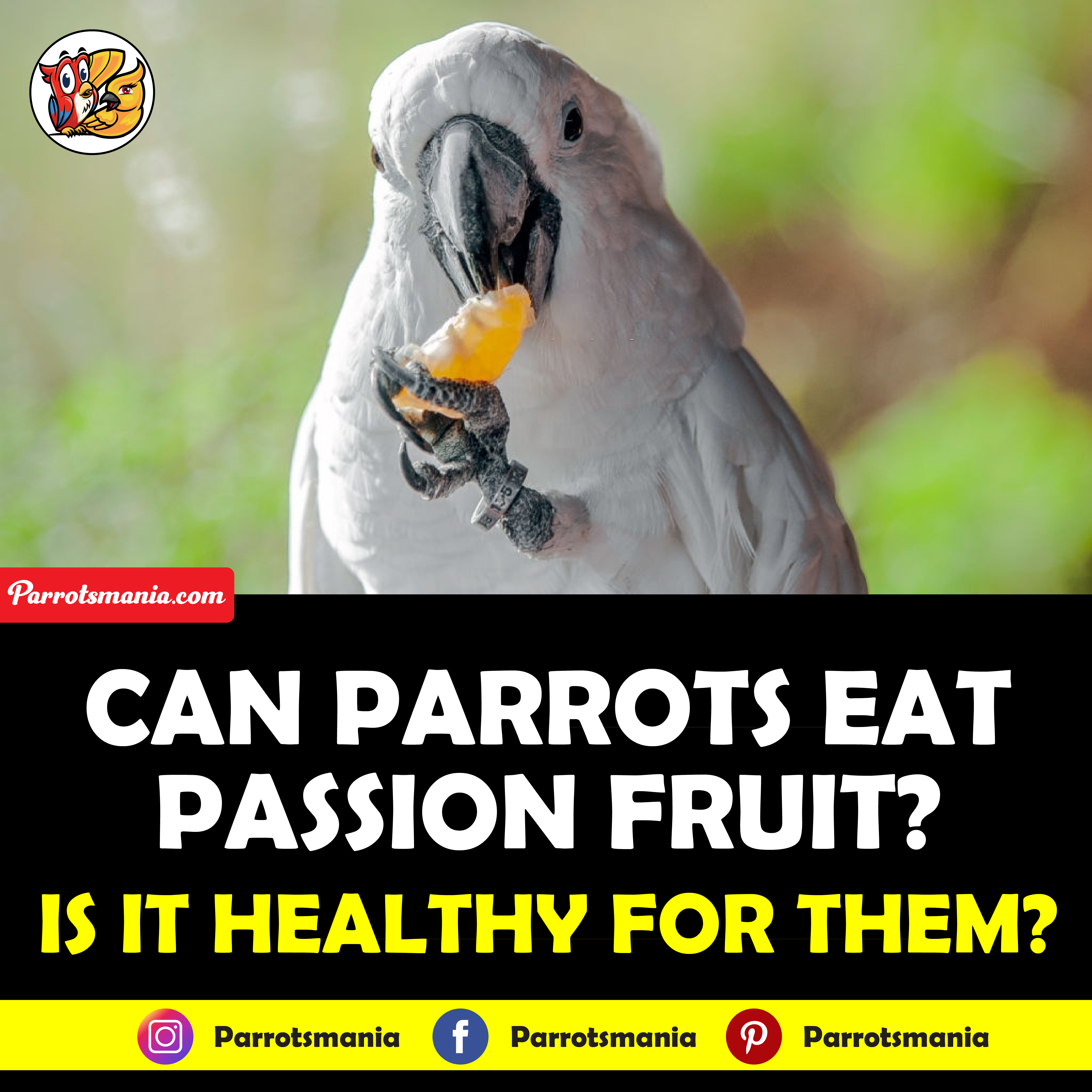 Parrots Eat Passion Fruit