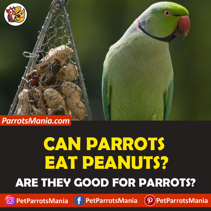 Parrots Eat Peanuts