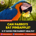 Can Parrots Eat Pineapple?