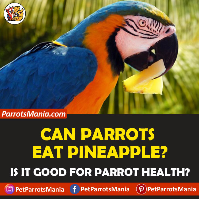 Parrots Eat Pineapple