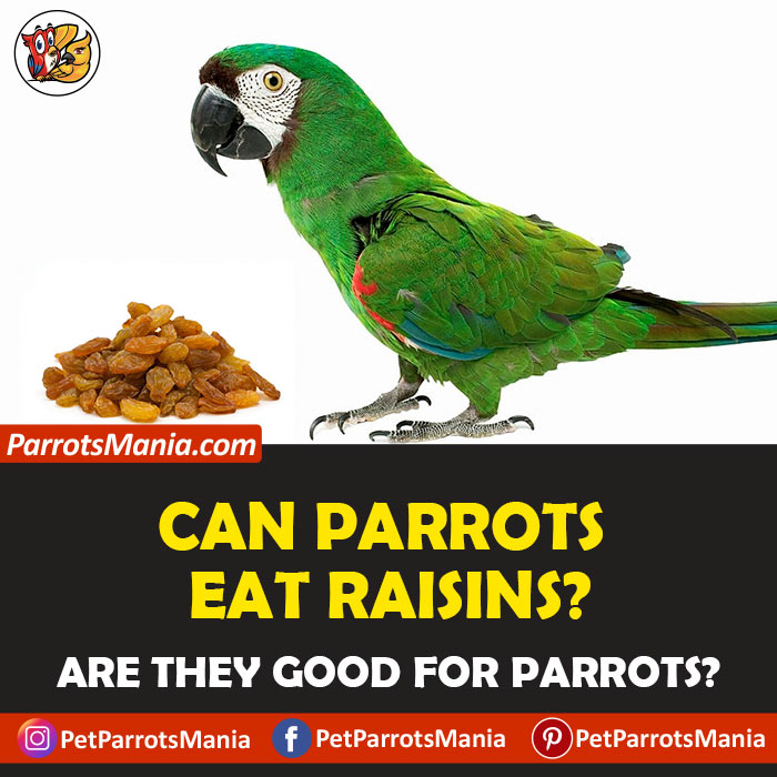 Parrots Eat Raisins